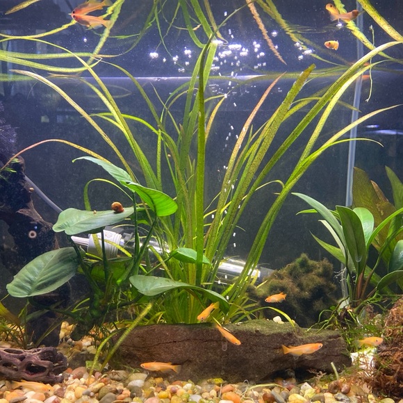 Vallisneria, LIVE Aquarium/Pond plants
12+ plants - Picture 2 of 2